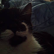 Mickey Mae is registered to the contest to win money with this photo: animal, black_and_white, cat, close_up, cozy, cute, dark, face, feline, fur, indoors, low_light, muzzle, pet, portrait, quiet, resting, sleepy, soft, whiskers