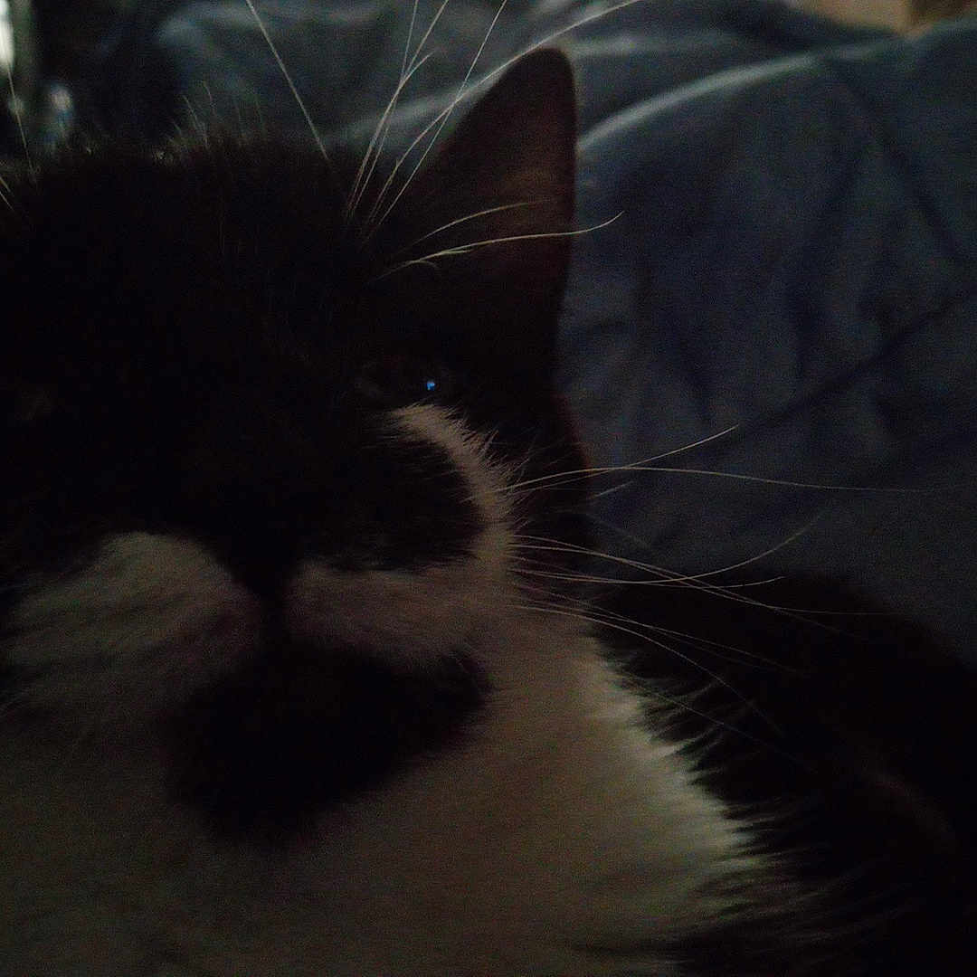 Mickey Mae