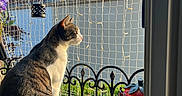 Malo participe au concours pour gagner de l'argent avec cette photo : cat, animal, pet, balcony, netting, sunlight, window, decoration, hot_air_balloon, lantern, strawberry, fence, outdoor, greenery, daylight, fur, sitting, side_view, quiet, relaxation