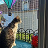 cat, animal, pet, balcony, netting, sunlight, window, decoration, hot_air_balloon, lantern, strawberry, fence, outdoor, greenery, daylight, fur, sitting, side_view, quiet, relaxation