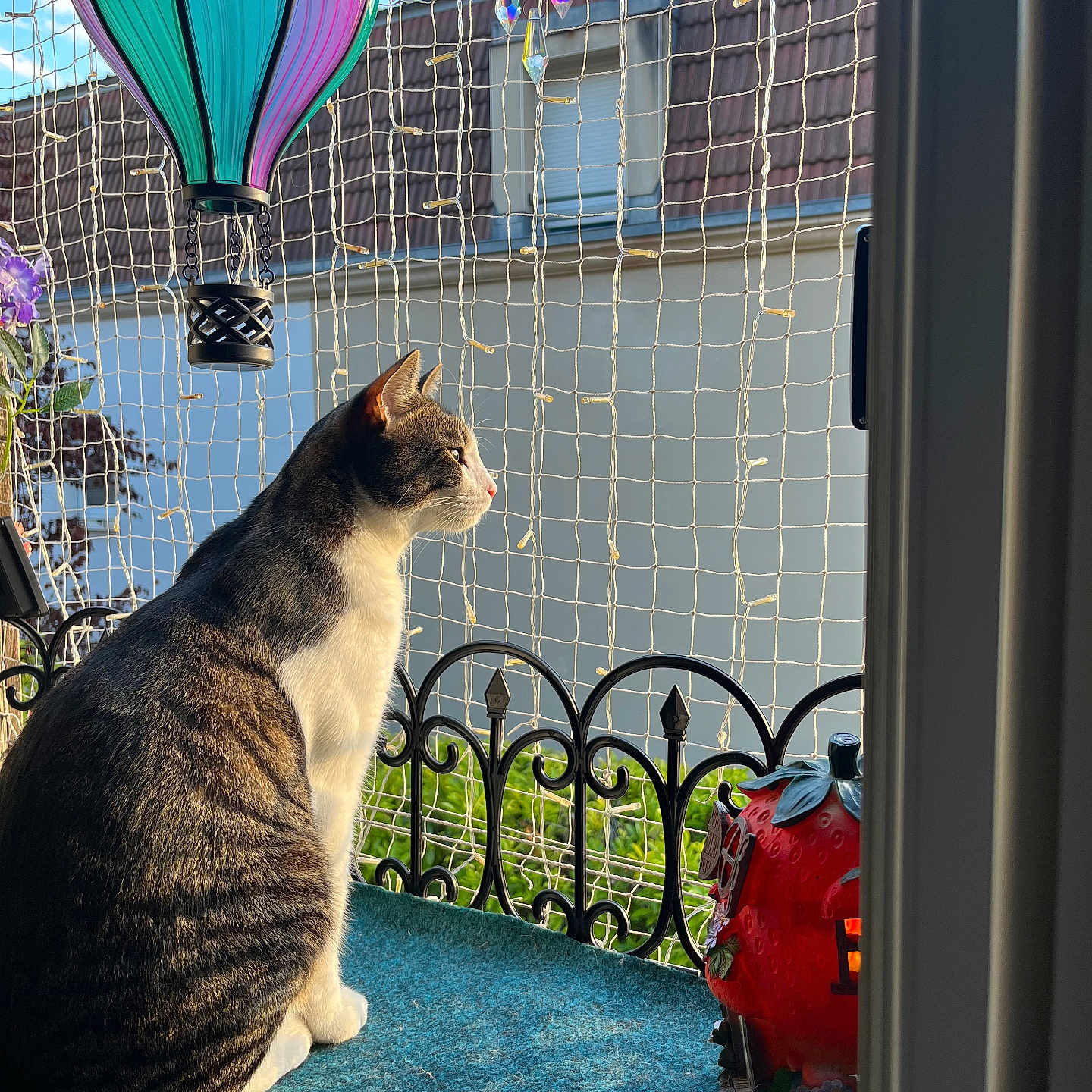 Malo participe au concours pour gagner de l'argent avec cette photo : cat, animal, pet, balcony, netting, sunlight, window, decoration, hot_air_balloon, lantern, strawberry, fence, outdoor, greenery, daylight, fur, sitting, side_view, quiet, relaxation