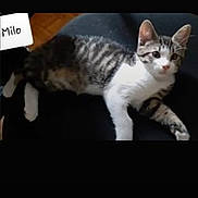 Malo participe au concours pour gagner de l'argent avec cette photo : cat, kitten, tabby, pet, animal, lying_down, white_paws, indoor, resting, fur, cute, young, small, looking, face, ears, whiskers, social_media, screenshot, text_overlay