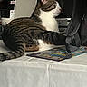 Malo participe au concours pour gagner de l'argent avec cette photo : cat, tabby_cat, animal, pet, indoor, table, tablecloth, backpack, paper, white, black, striped, fur, side_view, resting, domestic_cat, mammal, feline, relaxed, close_up