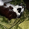 Mickey participe au concours pour gagner de l'argent avec cette photo : alert, animal, bedroom, black_and_white, cat, close_up, cute, domestic_cat, flash_photography, fluffy, fur, green_fabric, indoor, lying_down, pet, resting, startled, texture, whiskers, wide_eyes