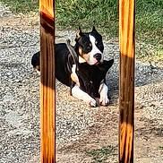 Glocky joined the competition — help win amazing prizes! attentive, black_and_white, canine, collar, dog, fence, grass, gravel, guard, lying, muzzle, outdoors, paws, pet, pitbull, porch, railing, shadow, sunlight, wood