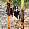 attentive, black_and_white, canine, collar, dog, fence, grass, gravel, guard, lying, muzzle, outdoors, paws, pet, pitbull, porch, railing, shadow, sunlight, wood