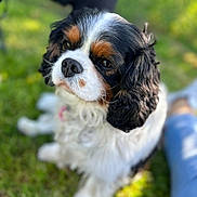 Molly participe au concours pour gagner de l'argent avec cette photo : dog, cavalier_king_charles_spaniel, pet, outdoor, grass, portrait, cute, animal, fur, black, white, brown, sitting, canine, companion, friendly, nature, daylight, blurred_background, relaxed
