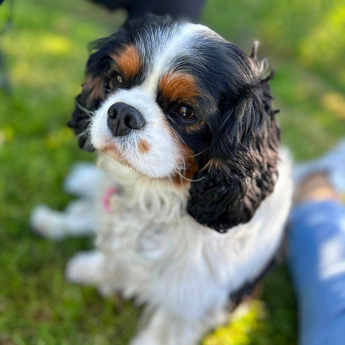 Molly participe au concours pour gagner de l'argent avec cette photo : dog, cavalier_king_charles_spaniel, pet, outdoor, grass, portrait, cute, animal, fur, black, white, brown, sitting, canine, companion, friendly, nature, daylight, blurred_background, relaxed