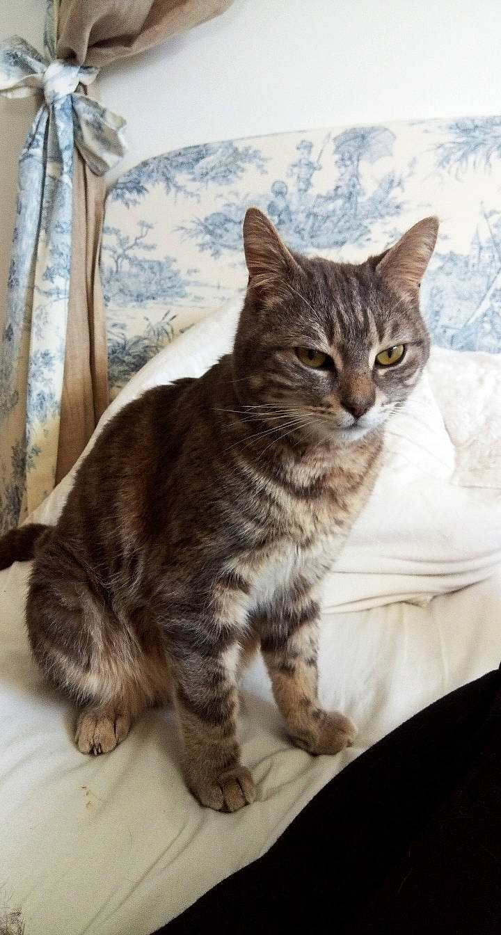 Ponpon a rejoint le concours — aidez-le/la à gagner de superbes lots ! american_bobtail, american_shorthair, american_wirehair, asian, australian_mist, california_spangled, carnivore, cat, domestic_short_haired_cat, dragon_li, european_shorthair, felidae, kitten, mammal, pixie_bob, small_to_medium_sized_cats, tabby_cat, vertebrate, whiskers, wild_cat