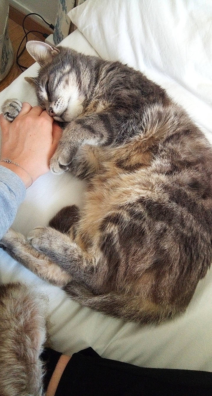 Ponpon a rejoint le concours — aidez-le/la à gagner de superbes lots ! american_shorthair, carnivore, cat, domestic_short_haired_cat, dragon_li, ear, egyptian_mau, european_shorthair, felidae, fur, hug, kitten, mammal, nap, paw, sleep, small_to_medium_sized_cats, tabby_cat, tail, whiskers