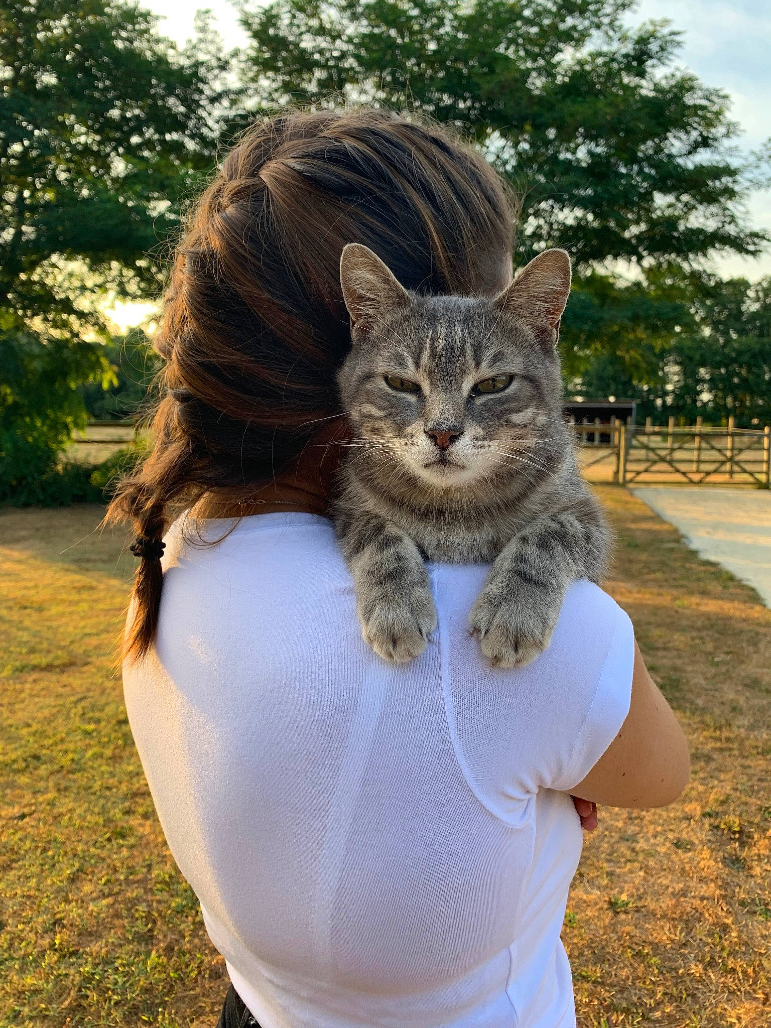 Ponpon participe au concours pour gagner de l'argent avec cette photo : brown_hair, carnivore, cat, domestic_short_haired_cat, european_shorthair, felidae, fur, grass, hair, kitten, long_hair, shoulder, skin, small_to_medium_sized_cats, tabby_cat, tree, whiskers