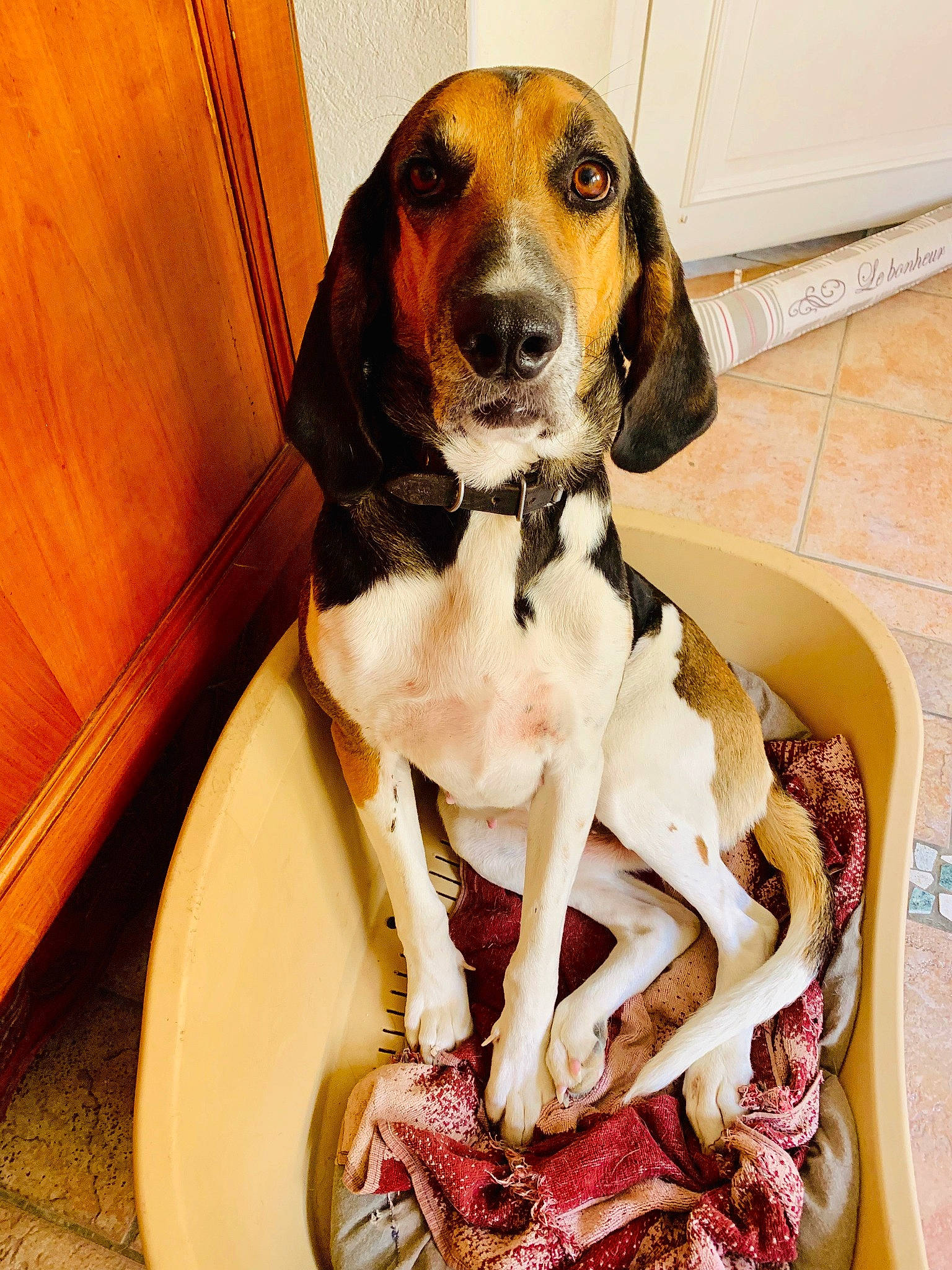 Marquise a rejoint le concours — aidez-le/la à gagner de superbes lots ! american_foxhound, ariegeois, artois_hound, basset_artesien_normand, canidae, carnivore, coonhound, dog, dog_breed, estonian_hound, finnish_hound, grand_anglo_francais_tricolore, hound, hunting_dog, mammal, rare_breed_dog, schweizer_laufhund, snout, treeing_walker_coonhound, vertebrate