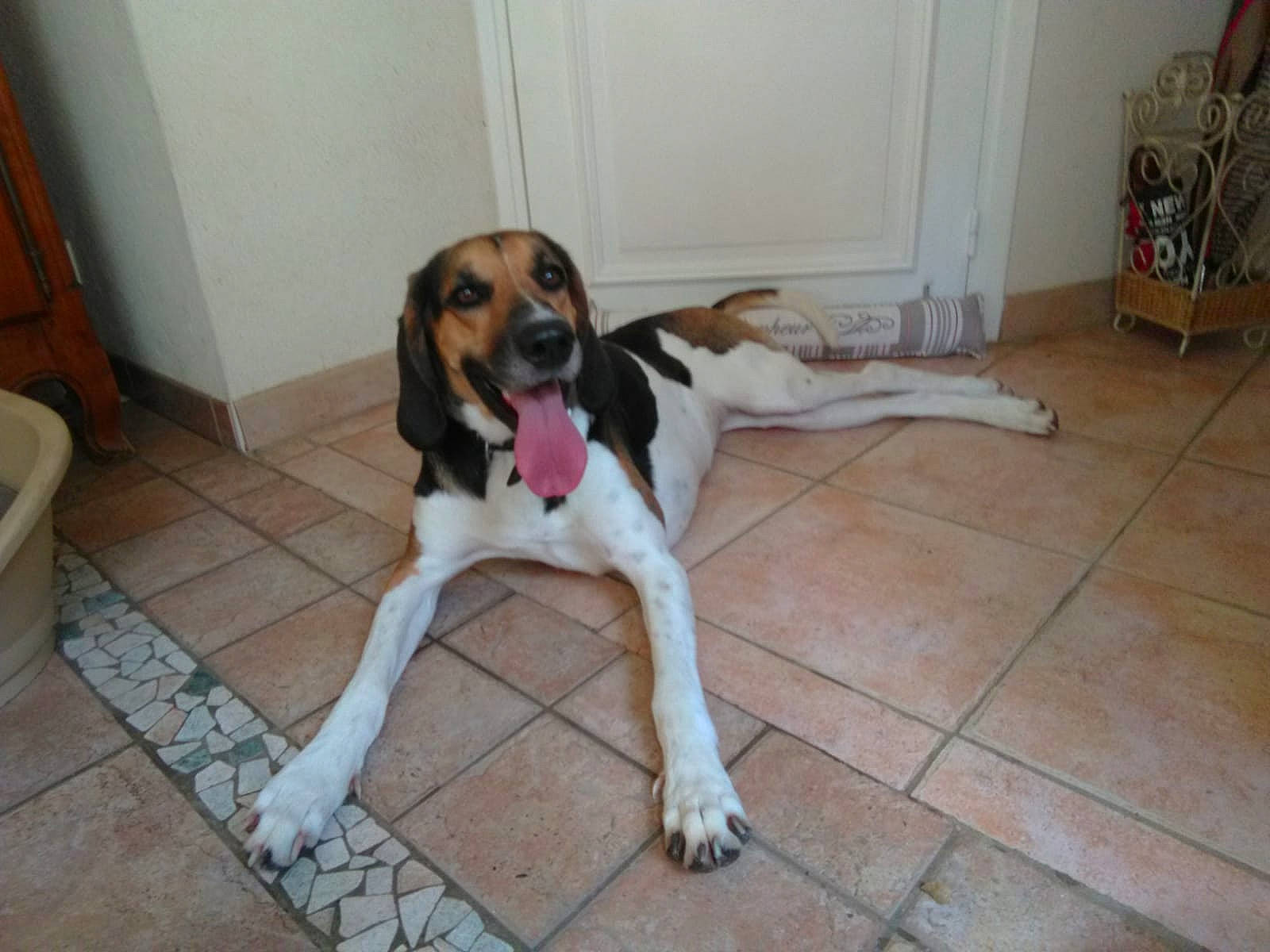 Marquise a rejoint le concours — aidez-le/la à gagner de superbes lots ! american_foxhound, beagle_harrier, canidae, carnivore, coonhound, dog, dog_breed, english_foxhound, estonian_hound, harrier, hound, hunting_dog, mammal, rare_breed_dog, scent_hound, schweizer_laufhund, serbian_tricolour_hound, sporting_group, treeing_walker_coonhound, vertebrate