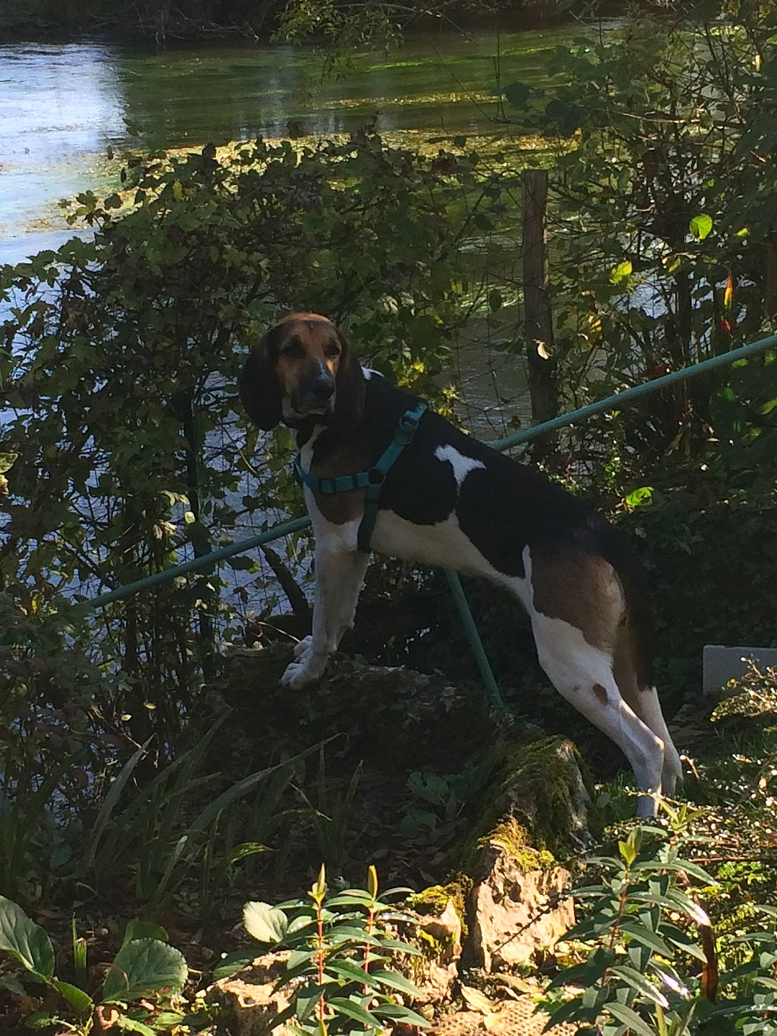 Marquise participe au concours pour gagner de l'argent avec cette photo : canidae, carnivore, coonhound, dog, dog_breed, english_coonhound, estonian_hound, halden_hound, hound, hunting_dog, mammal, pointer, serbian_tricolour_hound, sporting_group, treeing_walker_coonhound, vertebrate