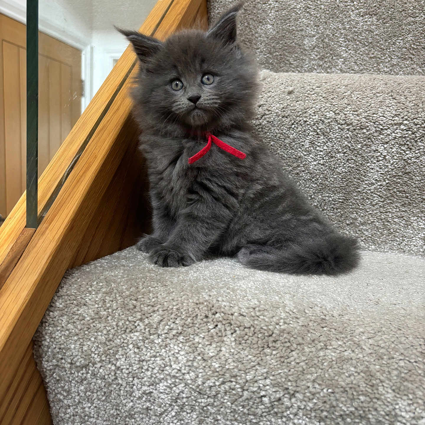 Ruby is registered to the contest to win money with this photo: abyssinian, angora, animal, architecture, blackcat, building, cat, couch, furniture, handrail, hardwood, house, housing, kitten, manx, pet, plywood, shelf, staircase, wood