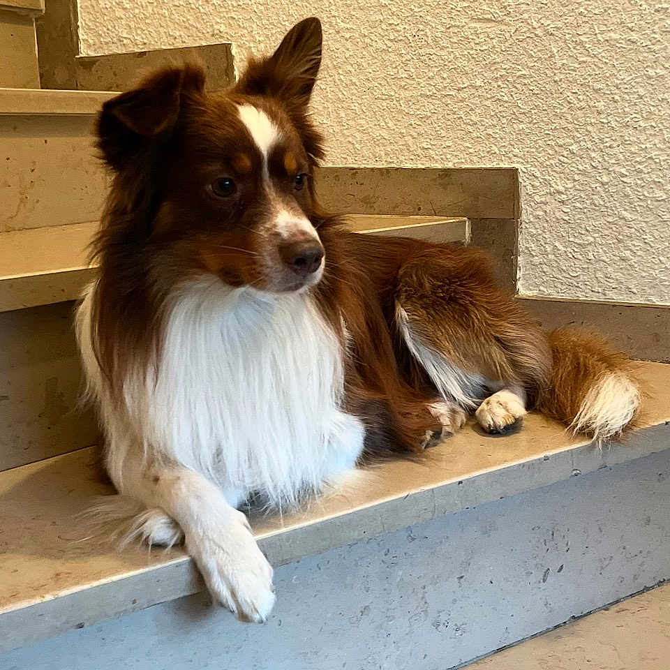 Scooter participe au concours pour gagner de l'argent avec cette photo : animal, brown, calm, canine, companion, cute, dog, ears, fur, indoors, marble, muzzle, paw, pet, relaxed, resting, side_view, staircase, tail, white