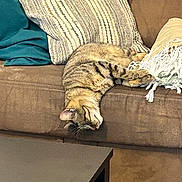 Meeko participe au concours pour gagner de l'argent avec cette photo : cat, tabby, upside_down, couch, pillow, blanket, indoor, relaxing, feline, fur, striped, pet, cozy, home, resting, cute, animal, domestic, comfort, living_room