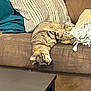 cat, tabby, upside_down, couch, pillow, blanket, indoor, relaxing, feline, fur, striped, pet, cozy, home, resting, cute, animal, domestic, comfort, living_room