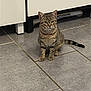 cat, tabby, indoor, floor, tile, kitchen, cabinet, pet, animal, feline, fur, sitting, striped, curious, domestic, whiskers, ears, tail, clean, home