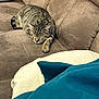 Meeko participe au concours pour gagner de l'argent avec cette photo : cat, tabby, sleeping, couch, furniture, blanket, brown, cozy, indoor, pet, resting, animal, domestic, striped, soft, comfort, relaxing, home, living_room, cute