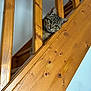 Meeko participe au concours pour gagner de l'argent avec cette photo : cat, tabby, wood, stairs, railing, pet, curious, indoor, animal, feline, peeking, home, cute, face, portrait, woodgrain, cozy, looking, ears, whiskers