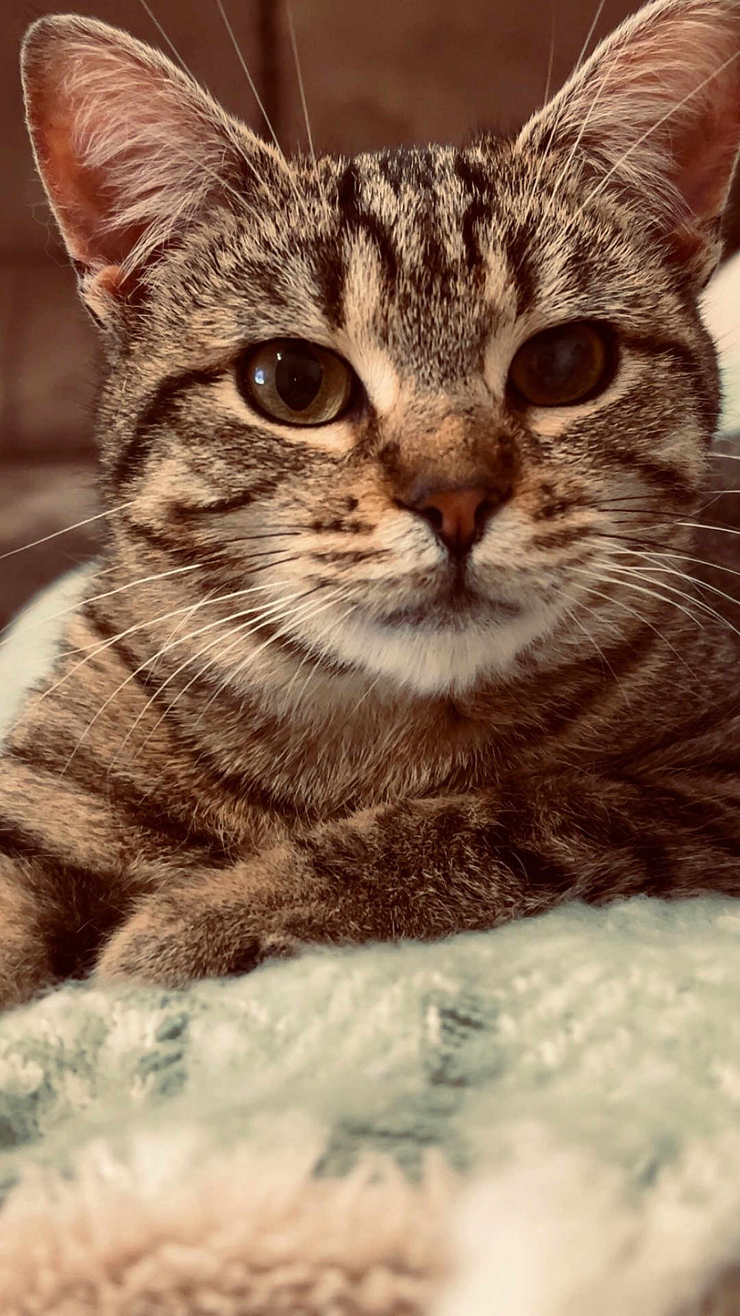 Meeko participe au concours pour gagner de l'argent avec cette photo : cat, tabby_cat, close_up, furry, whiskers, ears, eyes, pet, animal, mammal, domestic_animal, resting, blanket, soft, cozy, indoor, cute, feline, portrait, fur