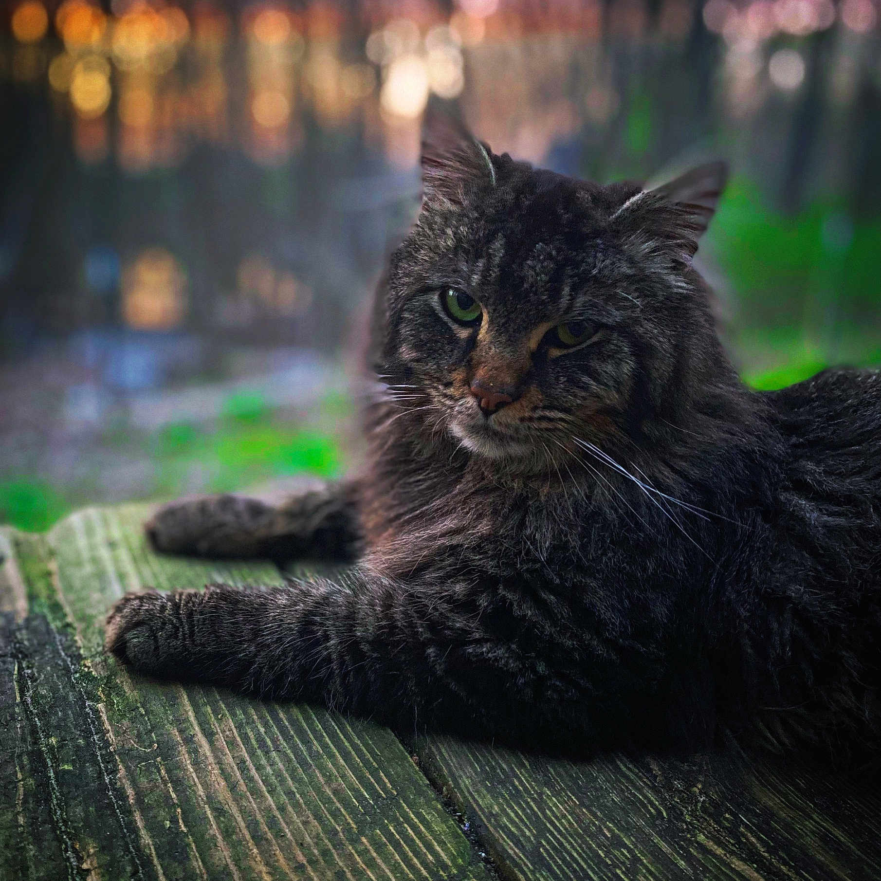 Tinker joined the competition — help win amazing prizes! abyssinian, angora, animal, blackcat, cat, couch, furniture, hardwood, kitten, manx, pet, wood