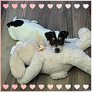 Peanut joined the competition — help win amazing prizes! dog, puppy, stuffed_animal, toy, floor, wood_floor, black_and_white, lying_down, pet, cute, heart_border, pink_hearts, indoor, animal, resting, fluffy, soft_toy, companion, adorable, cozy