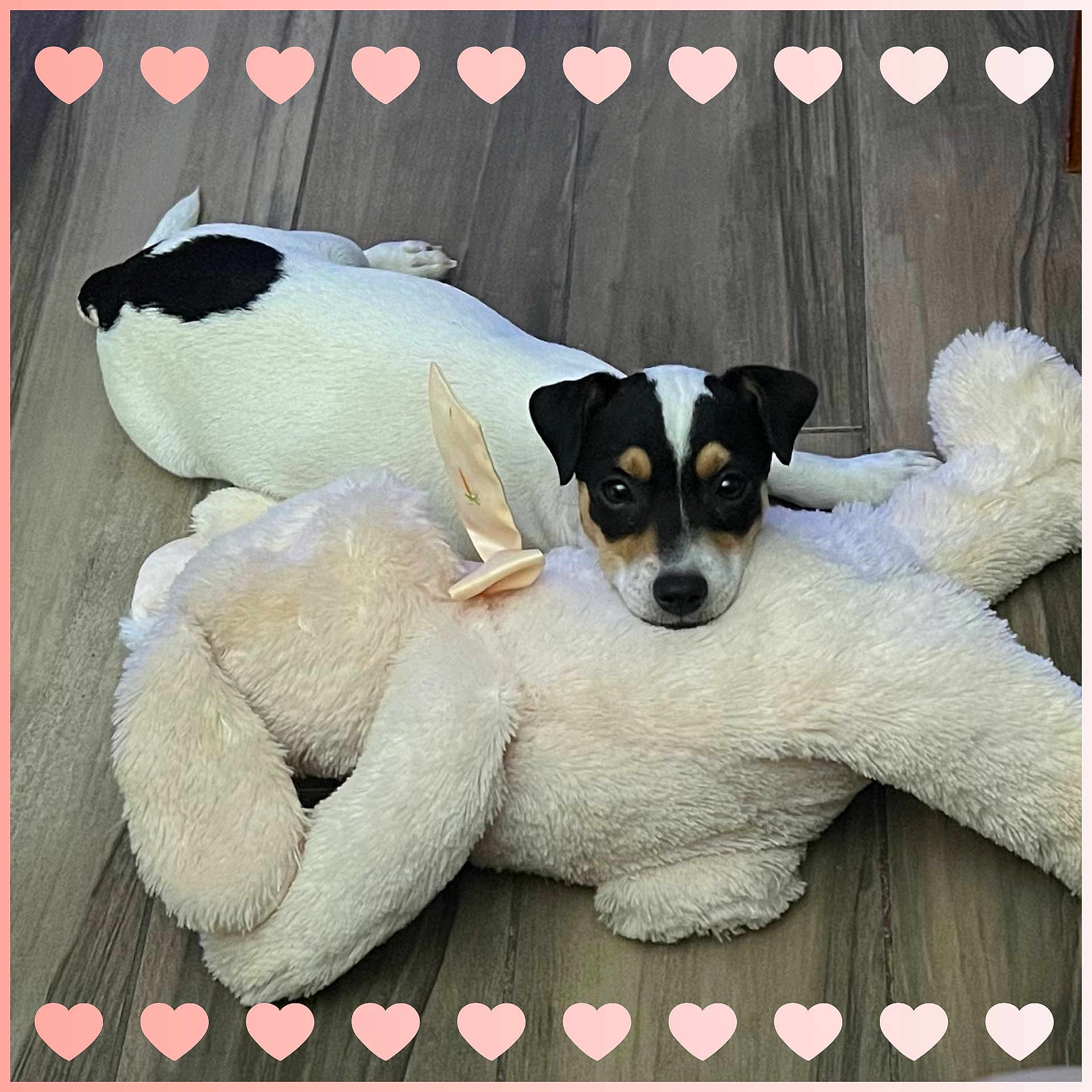 Peanut joined the competition — help win amazing prizes! adorable, animal, black_and_white, companion, cozy, cute, dog, floor, fluffy, heart_border, indoor, lying_down, pet, pink_hearts, puppy, resting, soft_toy, stuffed_animal, toy, wood_floor