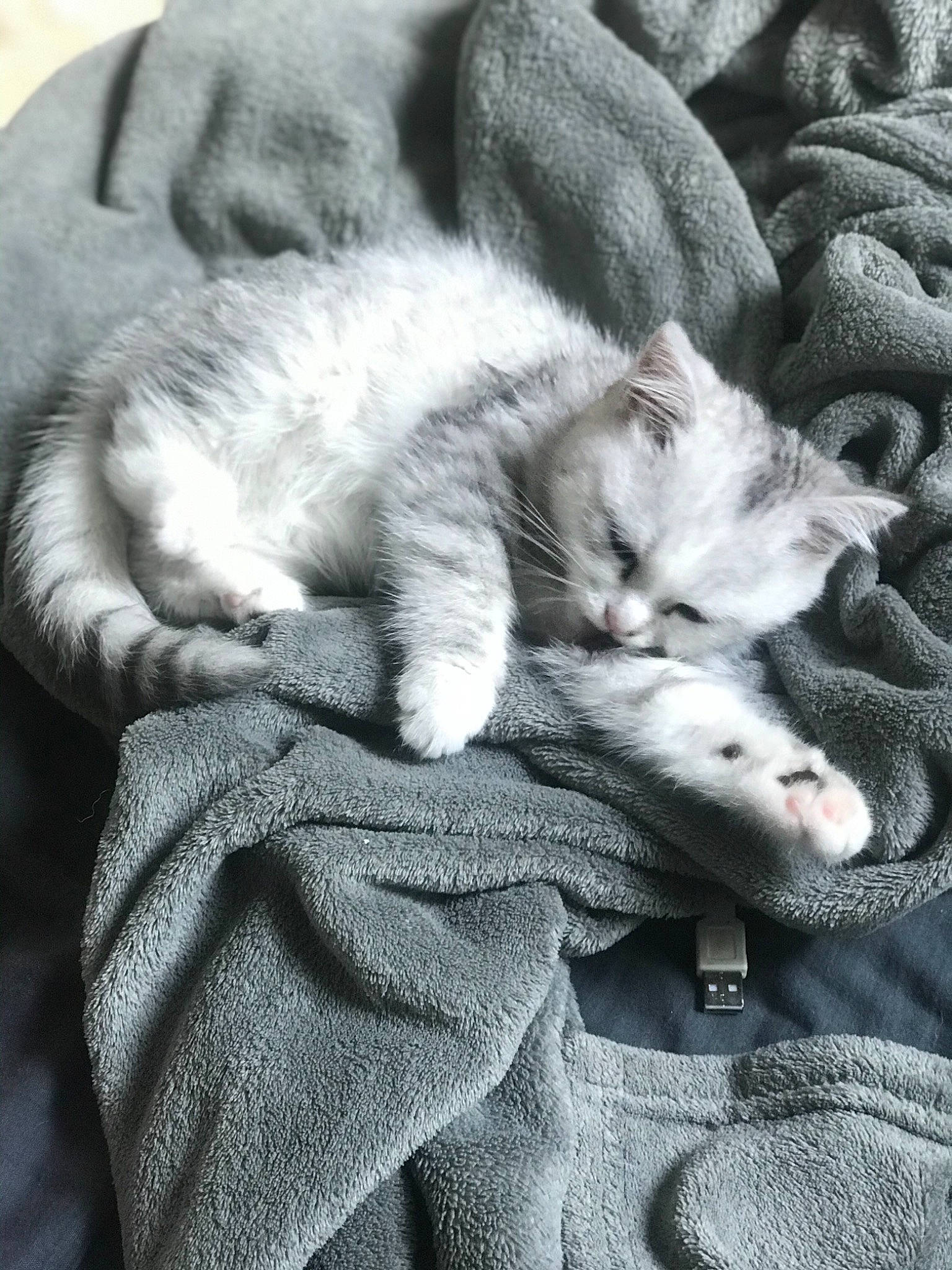 Zeus a rejoint le concours — aidez-le/la à gagner de superbes lots ! black_and_white, british_shorthair, canidae, carnivore, cat, ear, felidae, fur, kitten, nap, puppy, russian_blue, siberian_husky, sleep, small_to_medium_sized_cats, whiskers, wolfdog