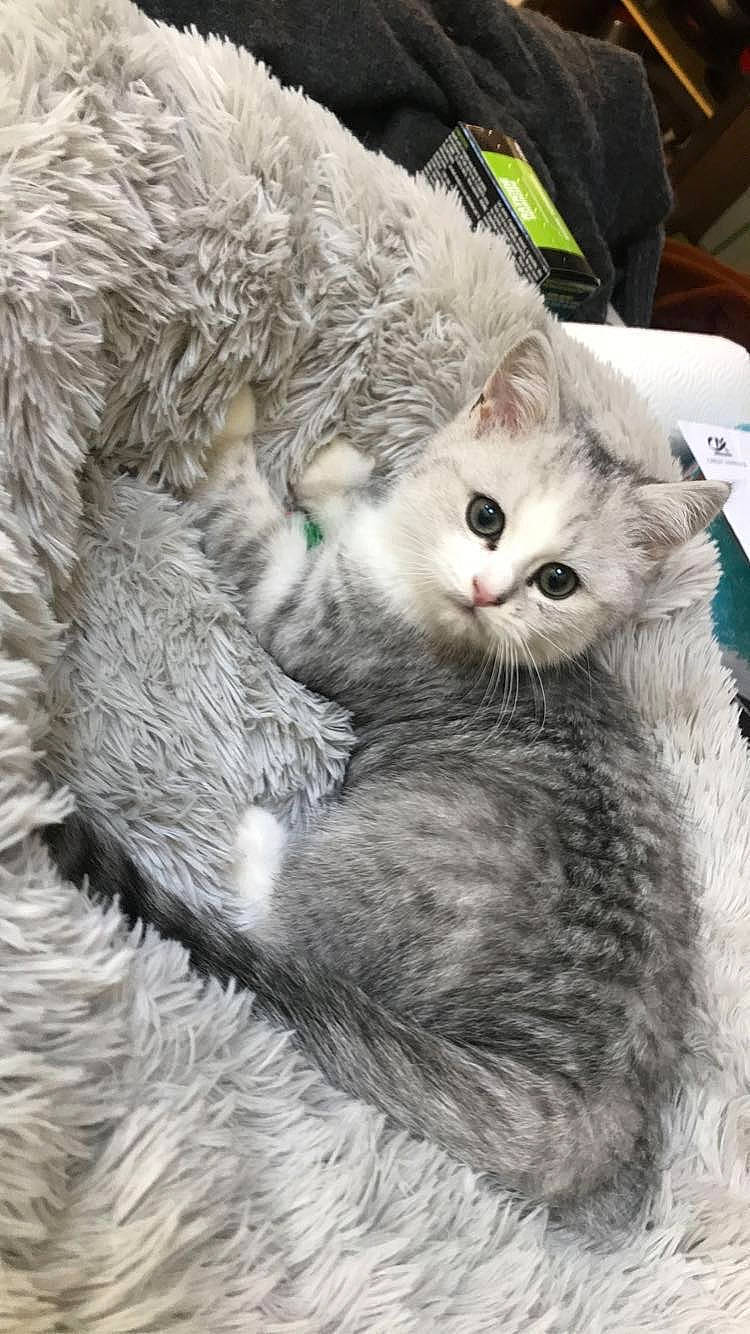 Zeus participe au concours pour gagner de l'argent avec cette photo : american_shorthair, asian_semi_longhair, british_longhair, british_semi_longhair, british_shorthair, carnivore, cat, domestic_long_haired_cat, domestic_short_haired_cat, european_shorthair, felidae, fur, kitten, mammal, selkirk_rex, siberian, silver, small_to_medium_sized_cats, vertebrate, whiskers