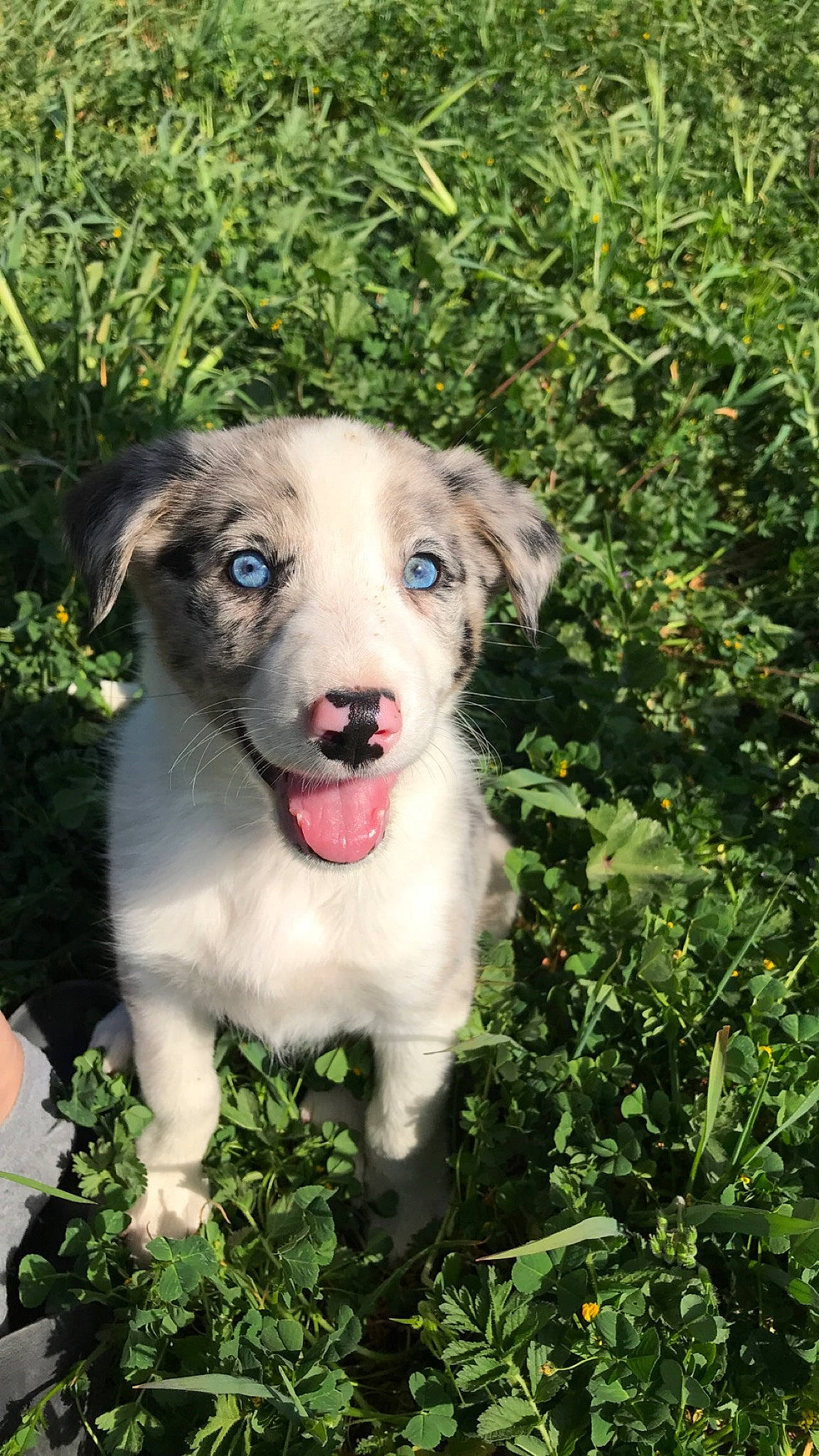 Phoebus a rejoint le concours — aidez-le/la à gagner de superbes lots ! canidae, carnivore, companion_dog, dog, dog_breed, fawn, mammal, puppy, sporting_group, vertebrate