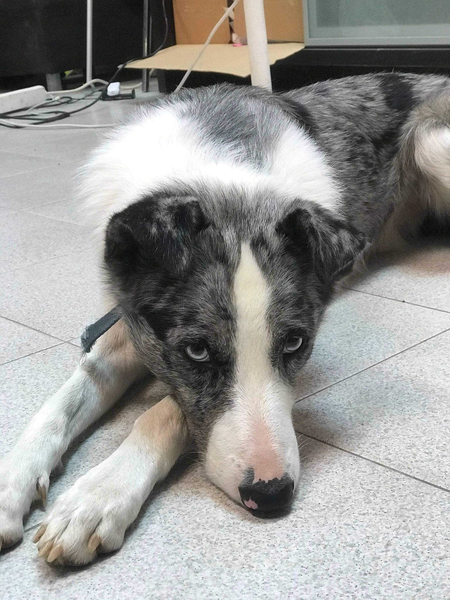 Phoebus participe au concours pour gagner de l'argent avec cette photo : australian_collie, border_collie, canidae, carnivore, companion_dog, dog, dog_breed, herding_dog, mammal, rare_breed_dog, snout, vertebrate, whiskers