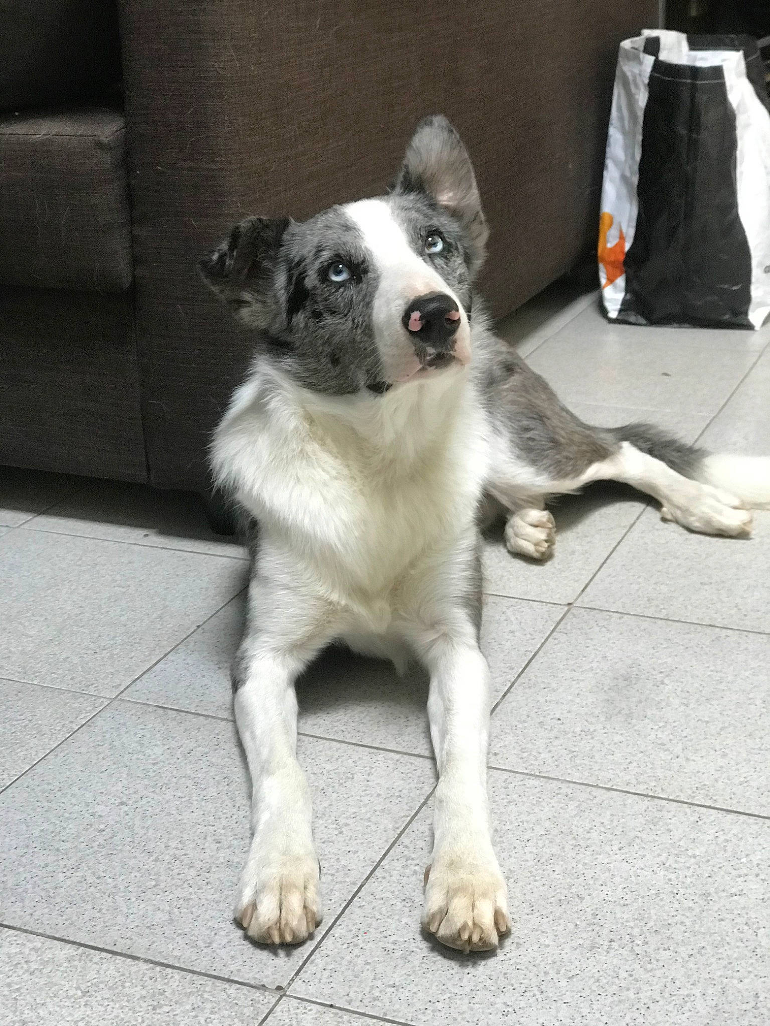 Phoebus participe au concours pour gagner de l'argent avec cette photo : australian_collie, australian_shepherd, border_collie, canidae, carnivore, companion_dog, dog, dog_breed, herding_dog, mammal, rare_breed_dog, snout, sporting_group, street_dog, vertebrate, welsh_sheepdog, working_dog