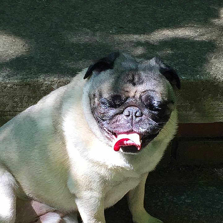 Otis joined the competition — help win amazing prizes!