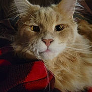 Spanish is registered to the contest to win money with this photo: cat, close_up, fluffy, orange_cat, whiskers, fur, pet, animal, resting, blanket, red, black, cozy, indoor, portrait, cute, eyes, nose, soft, relaxed
