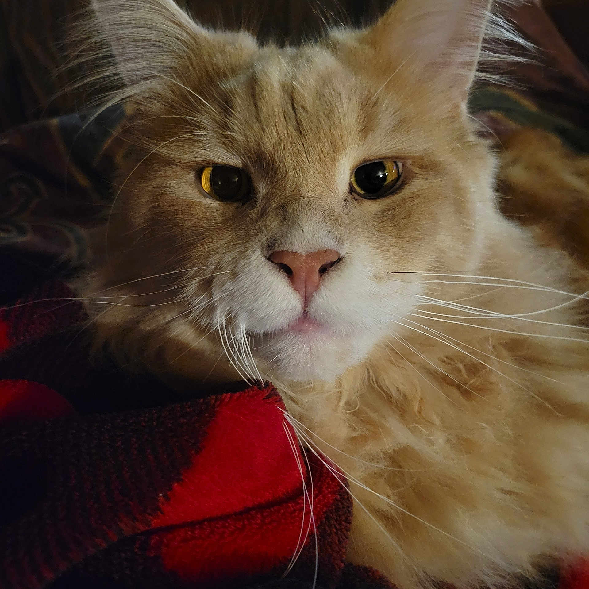Spanish is registered to the contest to win money with this photo: cat, close_up, fluffy, orange_cat, whiskers, fur, pet, animal, resting, blanket, red, black, cozy, indoor, portrait, cute, eyes, nose, soft, relaxed