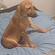 Queen Precious joined the competition — help win amazing prizes! animal, bed, blanket, brown_dog, casual, collar, dog, fur, furniture, hairbrush, hat, home, indoor, light_brown, mammal, pet, quiet, relaxed, resting, sitting