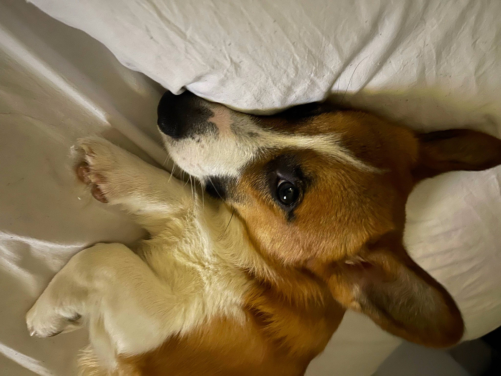 Rex is registered to the contest to win money with this photo: canidae, carnivore, comfort, companion_dog, dog, dog_breed, ear, fawn, fur, paw, sporting_group, terrestrial_animal, whiskers, working_animal, working_dog