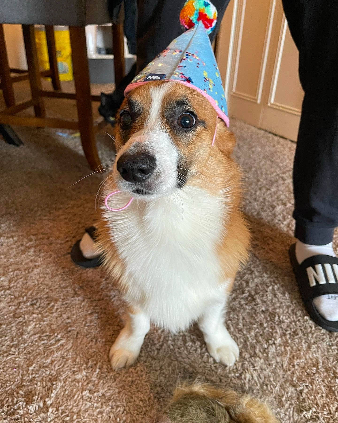 Rex joined the competition — help win amazing prizes! canidae, carnivore, chair, collar, companion_dog, dog, dog_breed, dog_supply, fawn, flooring, foot, fur, herding_dog, leash, party_hat, paw, sporting_group, whiskers, working_animal, working_dog