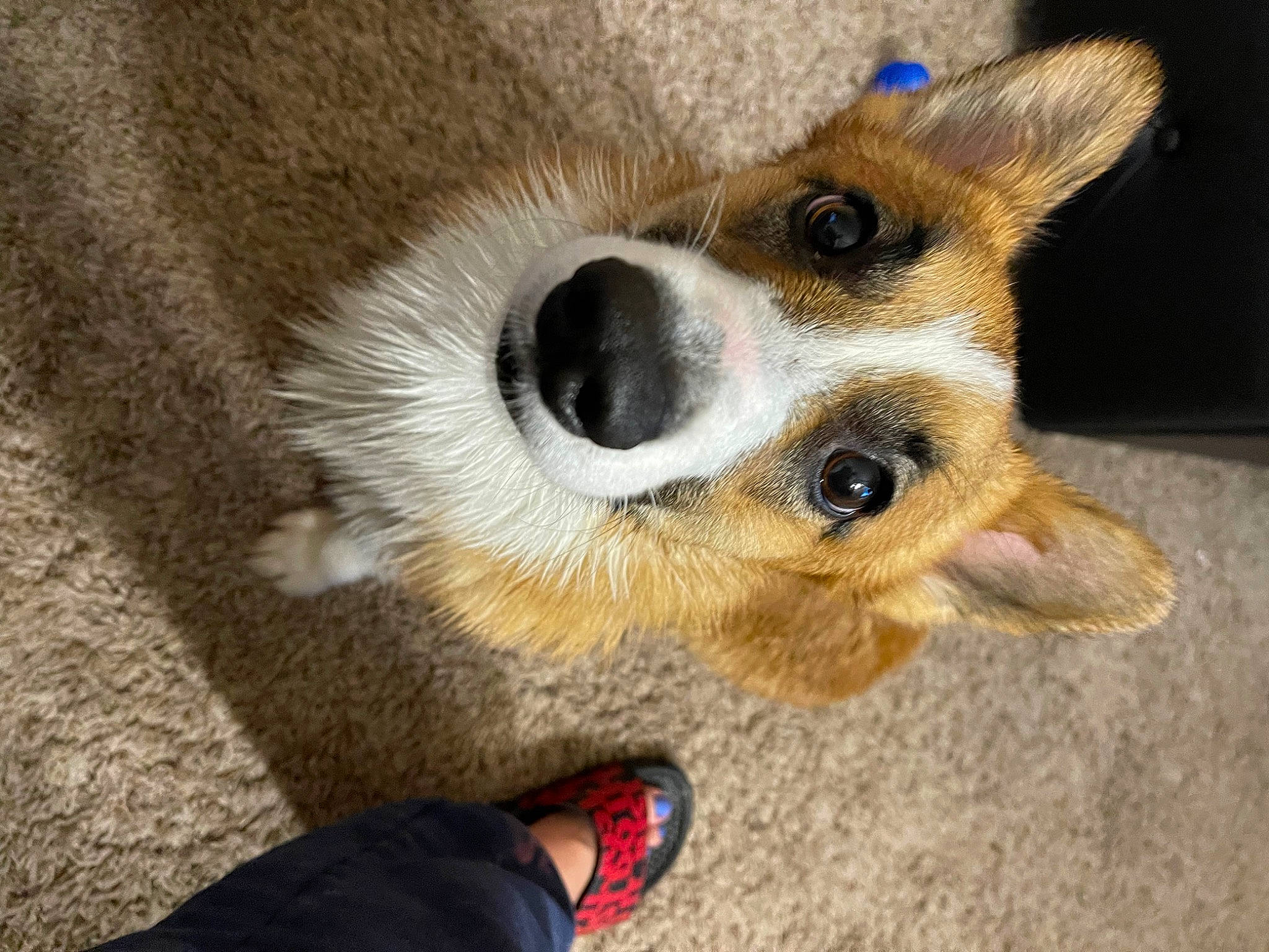 Rex is registered to the contest to win money with this photo: canidae, carnivore, companion_dog, dog, dog_breed, dog_supply, fawn, flooring, foot, fur, human_leg, non_sporting_group, paw, puppy, sandal, sporting_group, terrestrial_animal, toy_dog, whiskers, working_animal