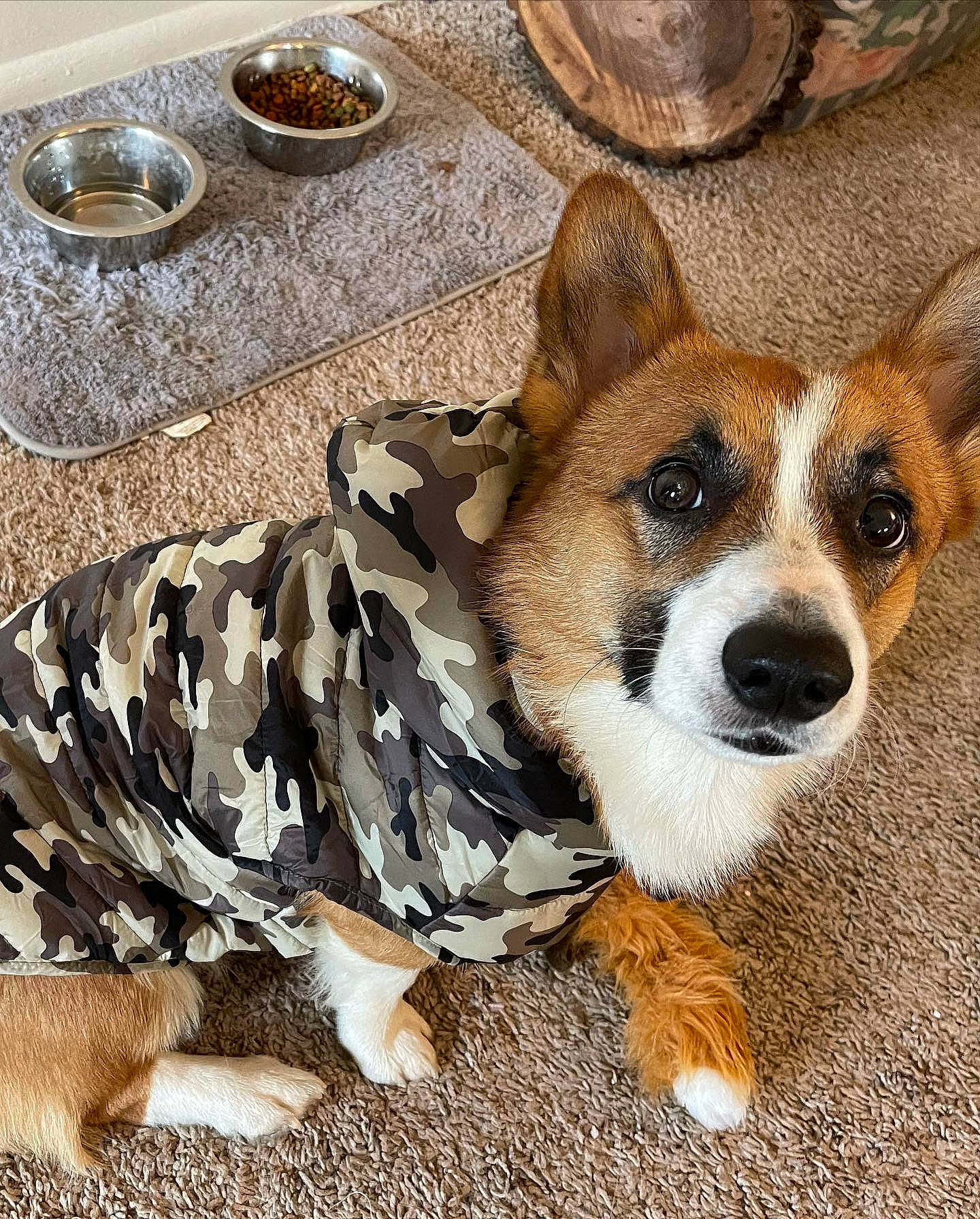 Rex joined the competition — help win amazing prizes! canidae, carnivore, companion_dog, dog, dog_breed, dog_supply, fawn, foot, fur, paw, plate, serveware, sitting, snout, sporting_group, tableware, tail, terrestrial_animal, whiskers, wine_glass