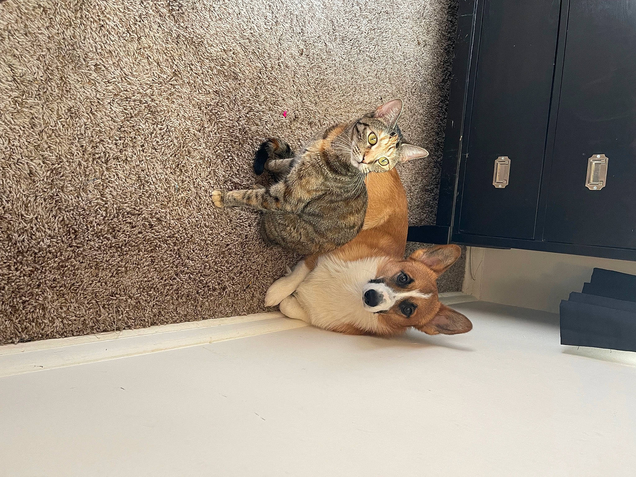 Rex is registered to the contest to win money with this photo: carnivore, companion_dog, dog_breed, door, fawn, felidae, floor, flooring, fur, room, small_to_medium_sized_cats, snout, sporting_group, stuffed_toy, tail, textile, toy, whiskers, window, wood