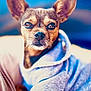 dog, puppy, small_dog, hoodie, clothing, ears, face, fur, pet, animal, portrait, cute, cozy, indoor, close_up, looking_at_camera, snout, brown_fur, expression, soft_background