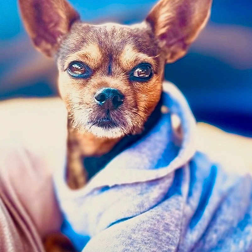 Buster joined the competition — help win amazing prizes! animal, brown_fur, close_up, clothing, cozy, cute, dog, ears, expression, face, fur, hoodie, indoor, looking_at_camera, pet, portrait, puppy, small_dog, snout, soft_background