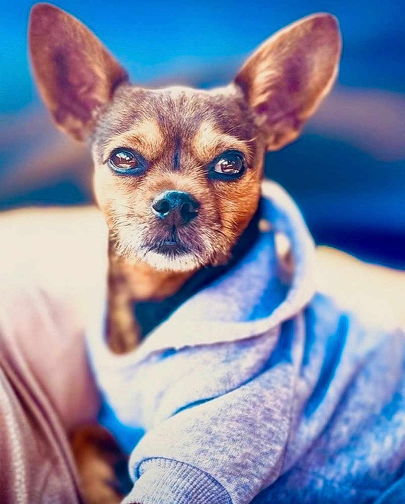 Buster joined the competition — help win amazing prizes! dog, puppy, small_dog, hoodie, clothing, ears, face, fur, pet, animal, portrait, cute, cozy, indoor, close_up, looking_at_camera, snout, brown_fur, expression, soft_background