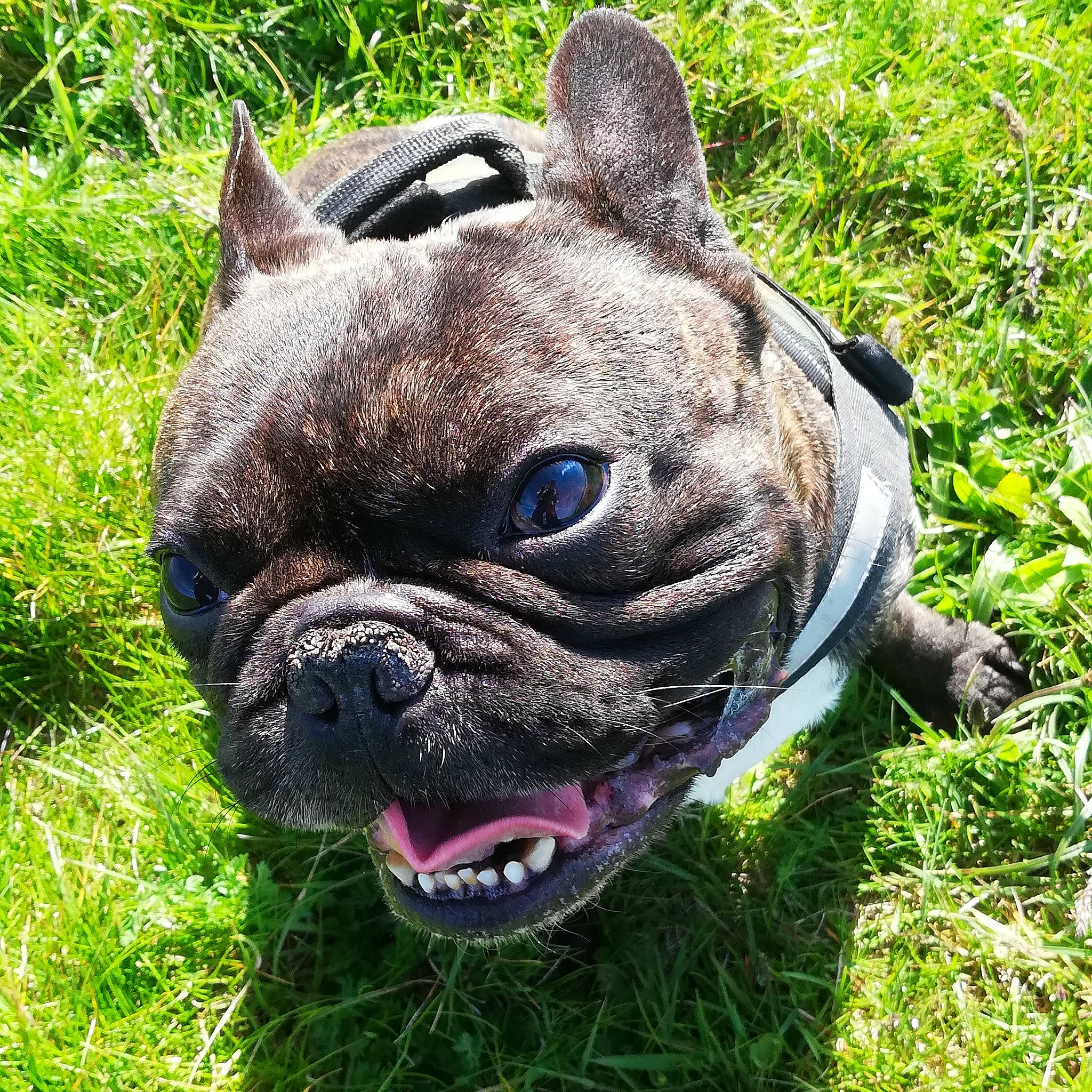 Ioko a rejoint le concours — aidez-le/la à gagner de superbes lots ! australian_bulldog, british_bulldogs, bulldog, canidae, carnivore, companion_dog, dog, dog_breed, fawn, french_bulldog, grass, mammal, non_sporting_group, olde_english_bulldogge, pug, rare_breed_dog, renascence_bulldogge, snout, toy_bulldog, vertebrate