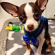 Angus participe au concours pour gagner de l'argent avec cette photo : chihuahua, puppy, dog, small_dog, brown_and_white, blue_bow_tie, pet, animal, cute, ears, blanket, bone_pattern, toy, indoor, close_up, sitting, curious, face, fur, whiskers
