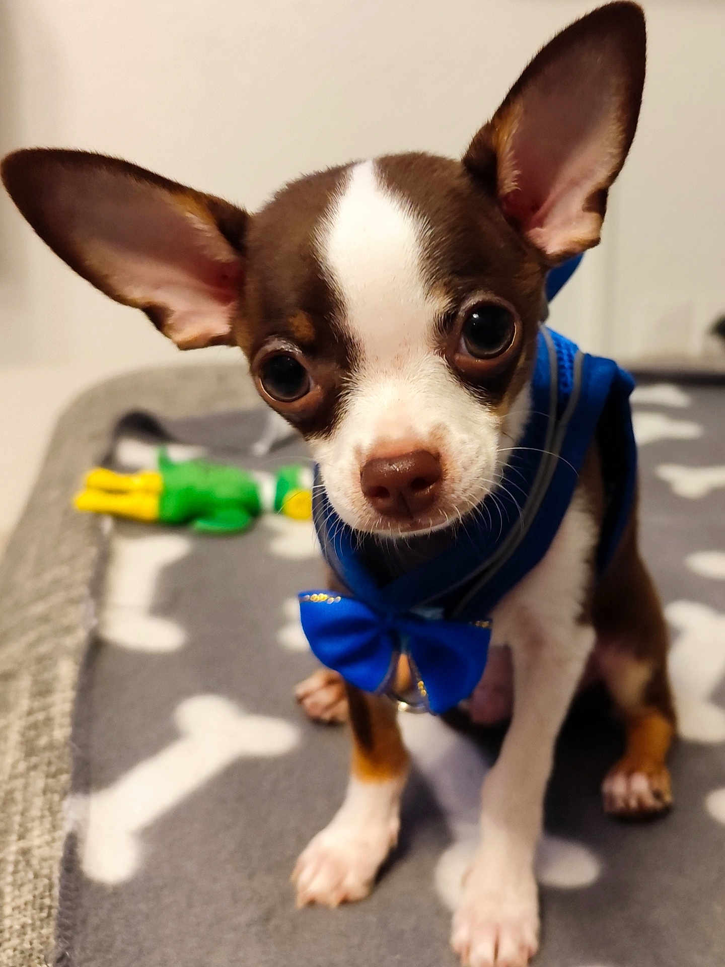 Angus participe au concours pour gagner de l'argent avec cette photo : chihuahua, puppy, dog, small_dog, brown_and_white, blue_bow_tie, pet, animal, cute, ears, blanket, bone_pattern, toy, indoor, close_up, sitting, curious, face, fur, whiskers