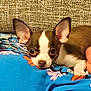 Angus participe au concours pour gagner de l'argent avec cette photo : dog, chihuahua, small_dog, brown_and_white, ears, face, pet, resting, lying_down, blue_fabric, floral_pattern, couch, indoor, cute, close_up, animal, looking_at_camera, snug, cozy, attention